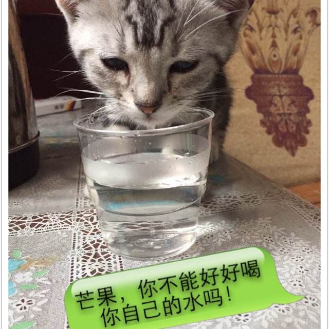 加州州立大学多明格斯山分校文凭购买